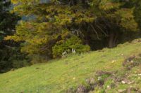 2014-10-11_Kompar-Plums_(266).JPG