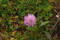 2014-10-11_Kompar-Plums_(284).JPG