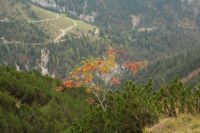 2014-10-11_Kompar-Plums_(335).JPG