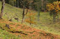 2014-10-15_Kuhjoch_(238).JPG