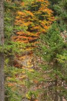 2014-10-15_Kuhjoch_(256).JPG