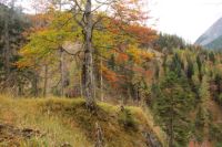 2014-10-15_Kuhjoch_(337).JPG