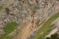 2016-07-16_Stoanblamlkopf_(335).JPG