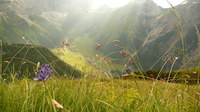 2016-07-16_Stoanblamlkopf_(705)V16.JPG