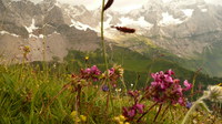 2016-07-16_Stoanblamlkopf_(705)V17.JPG