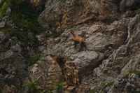 2016-07-16_Stoanblamlkopf_(848).JPG