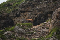 2016-07-16_Stoanblamlkopf_(859a).JPG
