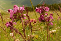 2016-07-16_Stoanblamlkopf_(386)V1.JPG