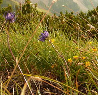 2016-07-16_Stoanblamlkopf_(425)V1.JPG