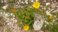 Arnika_2016-07-16_Stoanblamlkopf_(597)V.JPG