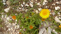 Arnika_2016-07-16_Stoanblamlkopf_(598)V.JPG