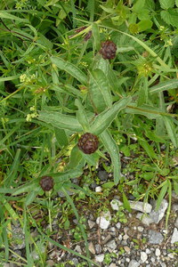 Flockenblume_Arnika(117)V1.JPG