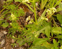 Labkraut-echtes_2016-07-16_Stoanblamlkopf_(127)V1.JPG