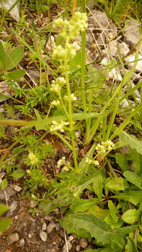 Labkraut-echtes_2016-07-16_Stoanblamlkopf_(127)V.JPG