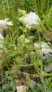 Labkraut-echtes_2016-07-16_Stoanblamlkopf_(129)V.JPG
