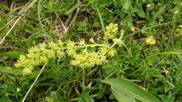 Simsenlilie_2016-07-16_Stoanblamlkopf_(160)V.JPG