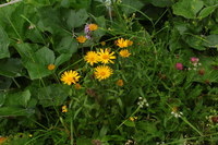 Arnika_2016-07-16_Stoanblamlkopf_(183).JPG