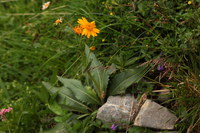Arnika_2016-07-16_Stoanblamlkopf_(362).JPG