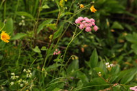 Baldrian-Alpen_2016-07-16_Stoanblamlkopf_(752).JPG