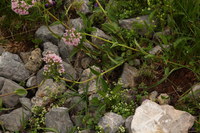 Baldrian-Berg_2016-07-16_Stoanblamlkopf_(357).JPG