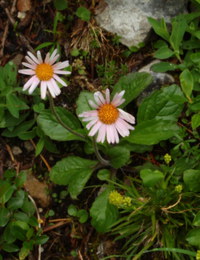 Berufblume_einkoepf_2016-07-16_Stoanblamlkopf_(213)1.JPG