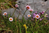 Berufskraut-einkoepf_2016-07-16_Stoanblamlkopf_(548)1.JPG
