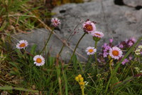 Berufskraut-einkoepf_2016-07-16_Stoanblamlkopf_(549).JPG