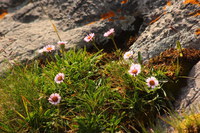 Berufskraut-einkoepfig_2016-07-16_Stoanblamlkopf_(561).JPG