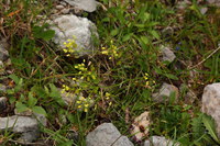 Brillenschoetchen_2016-07-16_Stoanblamlkopf_(251).JPG