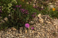 Distel-Kratz_2016-07-16_Stoanblamlkopf_(812).JPG