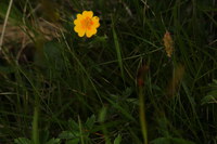 Fingerkraut-fuenf_2016-07-16_Stoanblamlkopf_(642).JPG