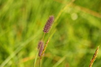 Gras_2016-07-16_Stoanblamlkopf_(631).JPG