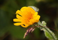Habichtskraut-zottig_2016-07-16_Stoanblamlkopf_(806)1.JPG