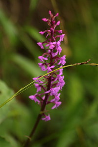 Haendelwurz_2016-07-16_Stoanblamlkopf_(281).JPG