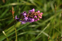 Haendelwurz_2016-07-16_Stoanblamlkopf_(543).JPG