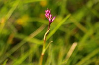 Haendelwurz_2016-07-16_Stoanblamlkopf_(673).JPG