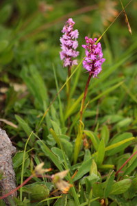 Handelwurz_2016-07-16_Stoanblamlkopf_(722).JPG