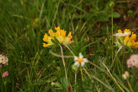 Klee-Wund_2016-07-16_Stoanblamlkopf_(387).JPG