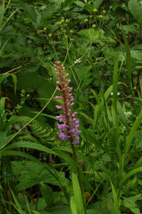 Knabenkraut_2016-07-16_Stoanblamlkopf_(143).JPG