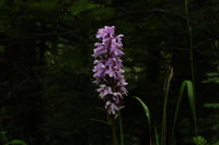 Knabenkraut_2016-07-16_Stoanblamlkopf_(162).JPG
