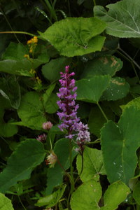 Knabenkraut_2016-07-16_Stoanblamlkopf_(173).JPG