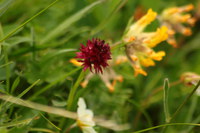 Kohlroeschen-rot_2016-07-16_Stoanblamlkopf_(403).JPG