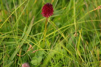 Kohlroeschen_2016-07-16_Stoanblamlkopf_(672).JPG