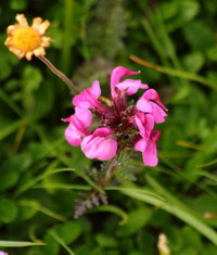 Laeusekraut-rot_2016-07-16_Stoanblamlkopf_(444)1.JPG