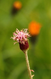 Lattich-filz_2016-07-16_Stoanblamlkopf_(434)1.JPG
