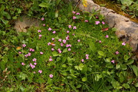 Leimkraut-Alpen_2016-07-16_Stoanblamlkopf_(392).JPG