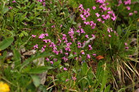 Leimkraut-Alpen_2016-07-16_Stoanblamlkopf_(398).JPG