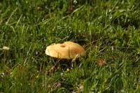 Pilz_Roehrling-Gold