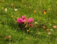 Rose-Alpen_2016-07-16_Stoanblamlkopf_(382)1.JPG