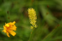 Simsenlilie_2016-07-16_Stoanblamlkopf_(260).JPG